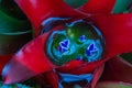 Close-up of red flower of Neoregelia carolinae full bloom grown in a botanic garden