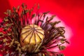 Close-up of a red flower Papaver rhoeas with a detail of pistil Royalty Free Stock Photo