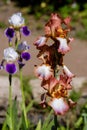 Close-up of red flower petals Bearded Iris, Classic look variety with blue Iris on background Royalty Free Stock Photo