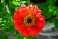 Close-up of a red flower with stamens and pistil