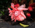 Close-up Red flower torch ginger with leaf on the ground