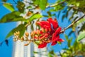 Close-up of a red flower on a tower background in Kuala Lumpur. Malaysia