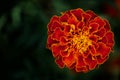 A close up of a red flower with yellow center. The flower is in full bloom and has a vibrant, eye-catching appearance. Marigold Royalty Free Stock Photo