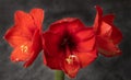 Close-up of a red flowering amaryllis against a dark background. You can clearly see the pollen and pistils in front of the Royalty Free Stock Photo