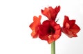 Close-up of a red flowering Amaryllis against a white background. You can clearly see the pollen and pistils in front of the Royalty Free Stock Photo