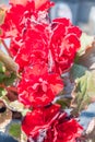 Close-up on red flowering begonia Royalty Free Stock Photo