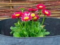 Close up of red flowering daisies Bellis perennis