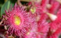 Close up of a red flowering gum tree blossom, Corymbia ficifolia variety