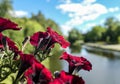 Close-up of red flowering plant against river and sky Royalty Free Stock Photo