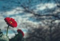 close-up of red flowering plant against sky Royalty Free Stock Photo