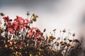 Close up of red flowering plant against sky Royalty Free Stock Photo