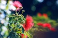 Red flowers of australian eucalyptus on tree in the garden. Royalty Free Stock Photo