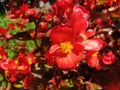 Close up of red flowers begonia cucullata Royalty Free Stock Photo