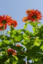 red flowers blue sky photo from the bottom Royalty Free Stock Photo