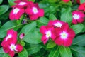 Catharanthus roseus Royalty Free Stock Photo