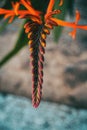 Close-up of red flowers of crocosmia unopened