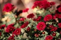 Close up of red flowers with green leafs Royalty Free Stock Photo