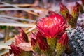 Close up of red flowers of a hedgehog Echinopsis cactus blooming in a garden in California