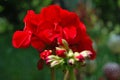 Red flowers of a Pelargonium Royalty Free Stock Photo