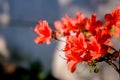 Close up red flowers with sun ligth. natural background. Royalty Free Stock Photo