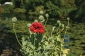 Close-up of red flowers at the sunset light, near the canal at Weesp.