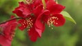 Close-up red flowers of a tree in the garden