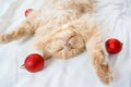 Close-up of a red fluffy cat sleeping on its back in a white bed with red Christmas balls Royalty Free Stock Photo