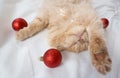 Close-up of a red fluffy cat sleeping on its back in a white bed with red Christmas balls Royalty Free Stock Photo
