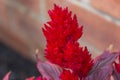 Close up of red fluffy flowers with purple leaves.