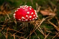 close-up of red fly agaric growing among green moss Royalty Free Stock Photo