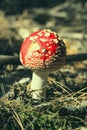 Close up of red Fly Amanita Amanita Muscaria in the forest in fall. Autumn colorful scene background in sunlight Royalty Free Stock Photo