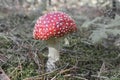 Close up of red Fly Amanita Amanita Muscaria in the forest in fall. Autumn colorful scene background in sunlight Royalty Free Stock Photo