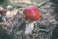 Close up of red Fly Amanita Amanita Muscaria in the forest in fall. Autumn colorful scene background in sunlight Royalty Free Stock Photo