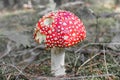 Close up of red Fly Amanita Amanita Muscaria in the forest in fall. Autumn colorful scene background in sunlight Royalty Free Stock Photo