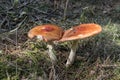 Close up of red Fly Amanita Amanita Muscaria in the forest in fall. Autumn colorful scene background in sunlight Royalty Free Stock Photo