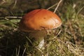 Close up of red Fly Amanita Amanita Muscaria in the forest in fall. Autumn colorful scene background in sunlight Royalty Free Stock Photo