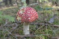 Close up of red Fly Amanita Amanita Muscaria in the forest in fall. Autumn colorful scene background in sunlight Royalty Free Stock Photo