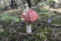 Close up of red Fly Amanita Amanita Muscaria in the forest in fall. Autumn colorful scene background in sunlight Royalty Free Stock Photo