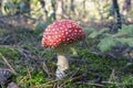 Close up of red Fly Amanita Amanita Muscaria in the forest in fall. Autumn colorful scene background in sunlight Royalty Free Stock Photo