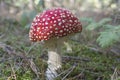 Close up of red Fly Amanita Amanita Muscaria in the forest in fall. Autumn colorful scene background in sunlight Royalty Free Stock Photo