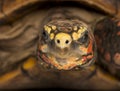 Close-up of a Red-footed tortoise facing Royalty Free Stock Photo