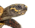 Close-up of a Red-footed tortoises, Chelonoidis ca Royalty Free Stock Photo