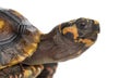 Close-up of a Red-footed tortoises, Chelonoidis Royalty Free Stock Photo