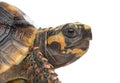 Close-up of a Red-footed tortoises, Chelonoidis Royalty Free Stock Photo