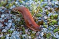 Close up of a red forest slug