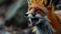 Close-up of a red fox, animal rabies