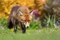 Close up of a Red fox in the garden with flowers Royalty Free Stock Photo