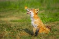A close up of a Red Fox in the grass Royalty Free Stock Photo