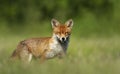 Close up of a red fox in grass Royalty Free Stock Photo