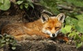 Close up of a red fox laying on the ground Royalty Free Stock Photo